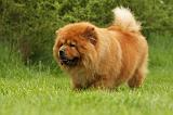 CHOW CHOW 546